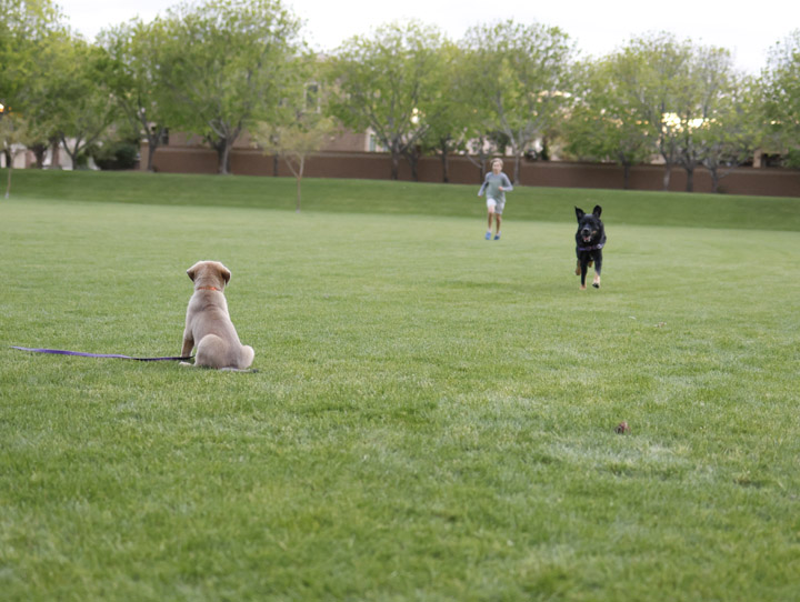 chinook dog